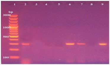 Image for - Molecular Identification and Sequencing of Mycoplasma gallisepticum Recovered from Broilers in Egypt