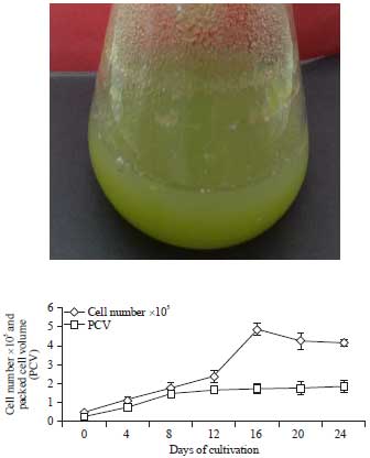 Image for - Implement of Biotic and Abiotic Stress for Enhancement and Production of Capsaicin in Suspension Cultures of Capsicum annum spp.