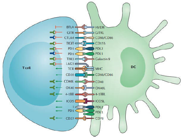 Image for - Immunotherapy a New Hope for Cancer Treatment: A Review