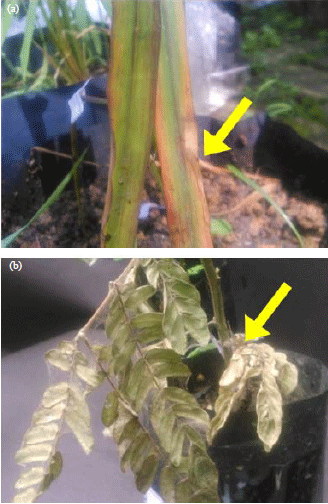 Image for - Identification and Pathogenicity of Fungal Dieback Disease on Sengon (Paraserianthes falcataria (L.) Nielsen) Seedling and Rice (Oryza sativa)