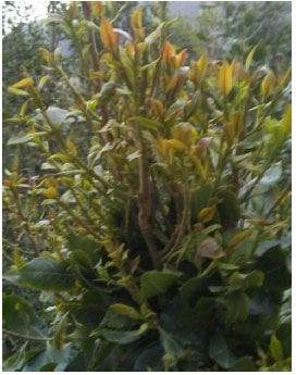 Image for - Impact of Khat (Catha edulis) Chewing on Carotid Intima-media Thickness