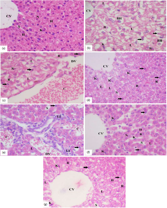 Image for - Protective Role of Carissa edulis Ethanolic Extract Against Dimethoate-induced Hepatotoxicity in Guinea Pigs