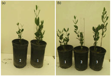 Image for - Effect of Proline on Growth and Nutrient Uptake of Simmondsia chinensis (Link) Schneider under Salinity Stress