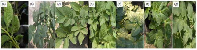 Image for - Antiviral Activity of Curcumin Loaded Milk Proteins Nanoparticles on Potato Virus Y