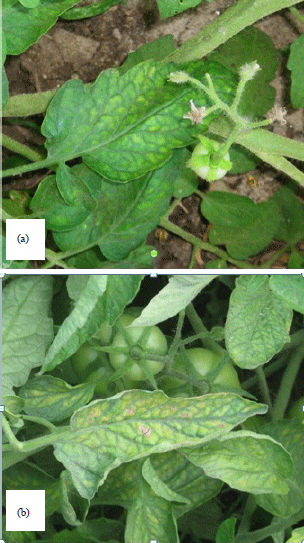 Image for - Biochemical, Serological, Molecular and Natural Host Studies on Tomato Chlorosis Virus in Egypt