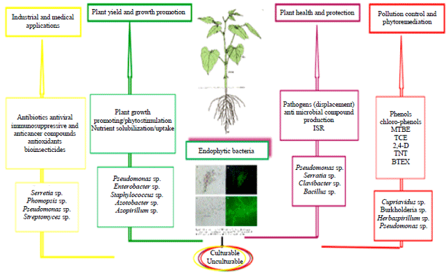Image for - Endophyte: Understanding the Microbes and its Applications