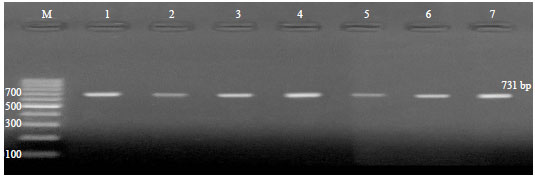 Image for - Substantial Virulence Genes among Brucella melitensis Field Strains Isolated from Cattle in Egypt