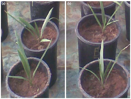 Image for - Impact of Antioxidants on in vitro Rooting and Acclimatization of Two Egyptian Dry Date Palm Cultivars