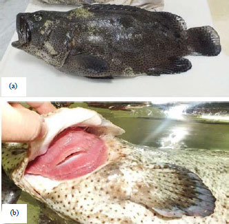 Image for - Field Studies on Amyloodiniosis in Red Sea Cultured Asian Seabass (Lates calcarifer) and Hamour (Epinephelus polyphekadion)