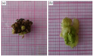 Image for - In vitro Callus Induction of Sipahutar Pineapple (Ananas comosus L.) from North Sumatra Indonesia