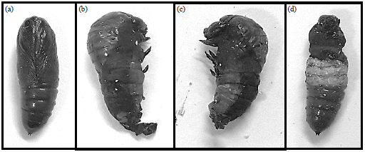 Image for - Insecticidal, Behavioral and Biological Effects of Chlorantraniliprole and Chlorfluazuron on Cotton Leafworm (Spodoptera littoralis)