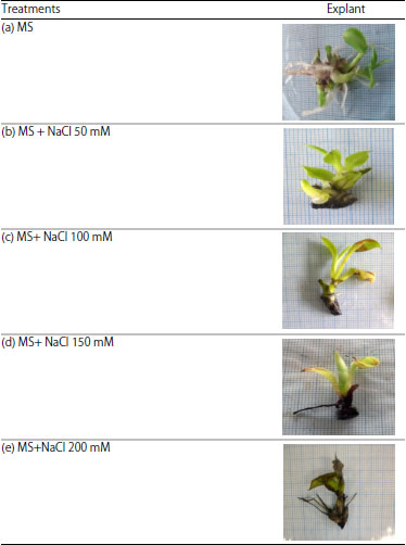 Image for - Effect of Salinity Stress on Shoot Musa acuminata L. Barangan Cultivar in vitro Culture