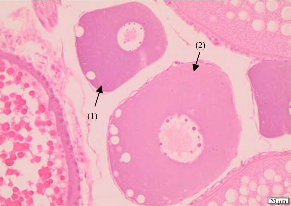 Image for - Gonadosomatic Index, Oocyte Development and Fecundity of the Snakehead Fish (Channa striata) in Natural River of Mae La, Singburi Province, Thailand