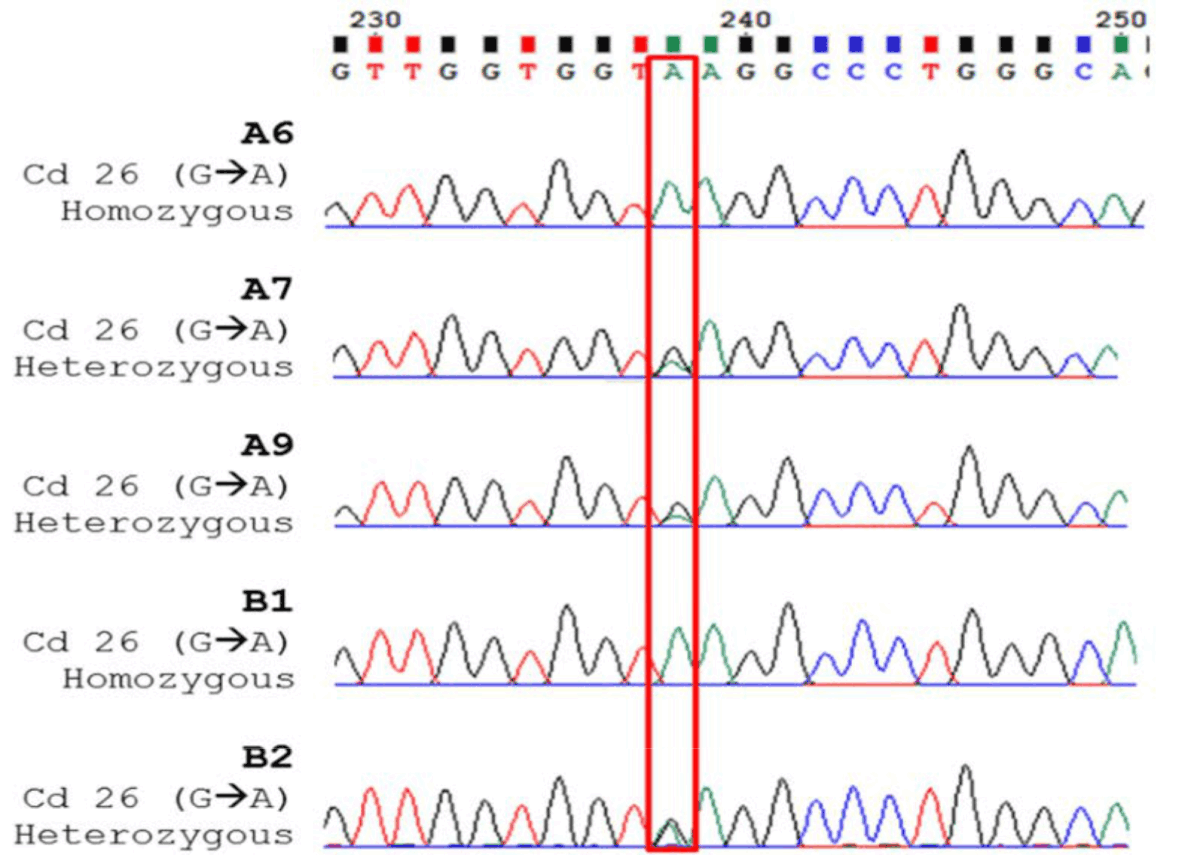 Image for - Comparison Between Three Molecular Diagnostics for the Identification of Heterozygous Hemoglobin E