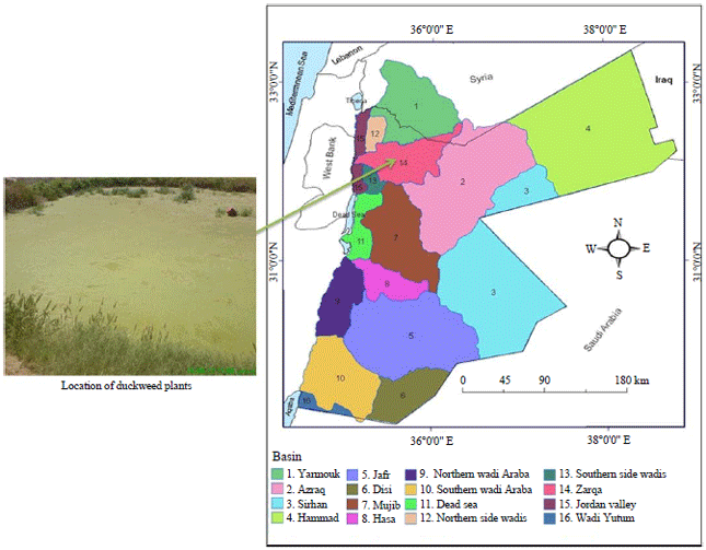 Image for - Native Growth and Conservation of Duckweed (Lemnaceae) in Jordan