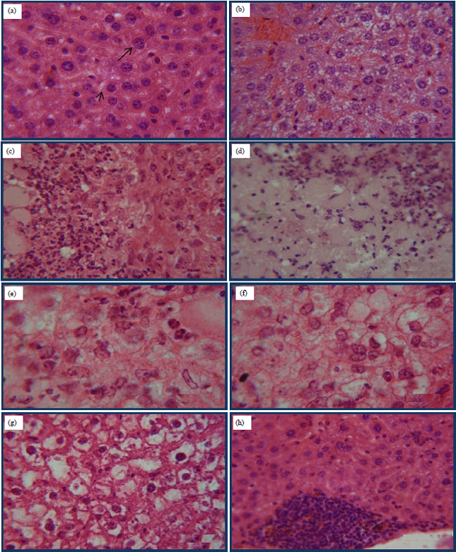 Image for - Short-time Effects of Malathion Pesticide on Functional and Histological Changes of Liver and Kidney in Female Mice