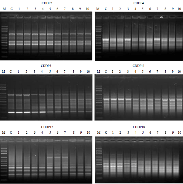 Image for - Molecular Assessment of Genetic Stability Using CDDP and DNA-barcoding Assays in Long-term Micropropagated Rose Plant