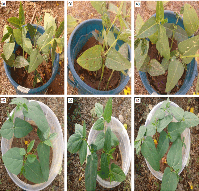 Image for - Exploiting Potential of Trichoderma harzianum and Glomus versiforme in Mitigating Cercospora Leaf Spot Disease and Improving Cowpea Growth