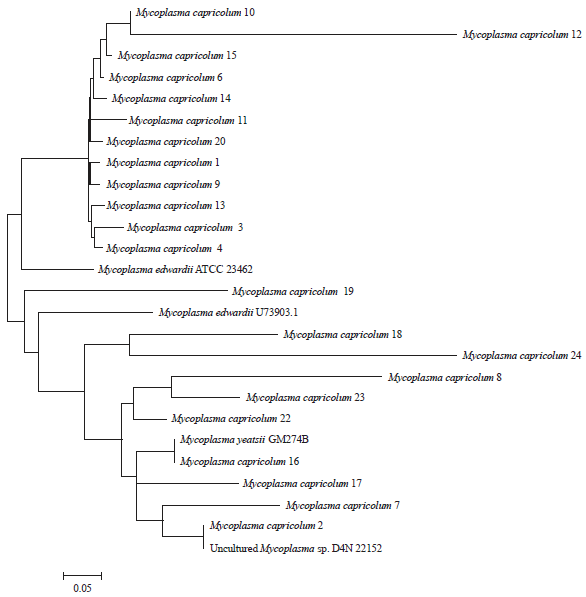 Image for - Molecular Diagnosis of Mycoplasma Species Infection in Camels Using Semi-nested PCR