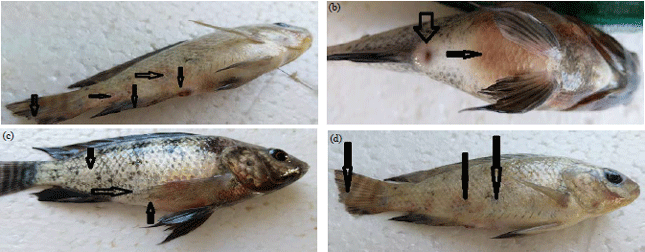 Image for - Treatment Trial of Nile Tilapia (Oreochromis niloticus) Experimentally Infected with Vibrio alginolyticus Isolated from Sea bass (Dicentrarchus labrax)