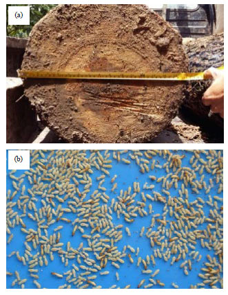 Image for - Palatability of Subterranean Termites Coptotermes curvignathus Holmgren Treated Pine Wood (Pinus merkusii)