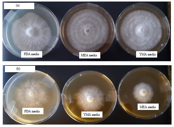 Image for - Effect of Different Culture Media, Grain Sources and Alternate Substrates on the Mycelial Growth of Pleurotus eryngii and Pleurotus ostreatus