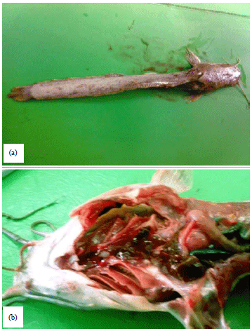 Image for - Trypanosoma Infection in African Sharptooth Catfish Clarias gariepinus with Special Reference to Control