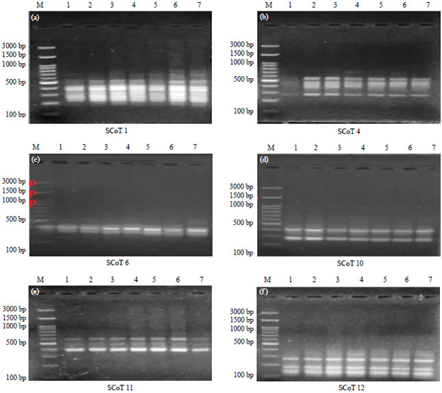 Image for - Appreciation of Genetic Parameters and Molecular Characterization in Some Promising Accessions of Soybean (Glycine max L.)
