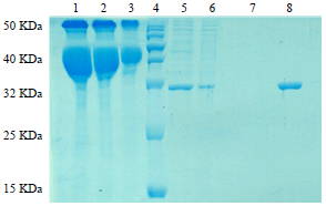 Image for - Purification and Characterization of D-psicose 3 Epimerase (DPEase) From Escherichia coli BL21 (DE3) pET21b dpe