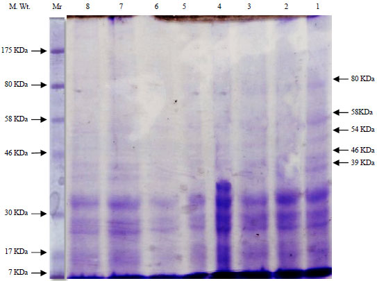 Image for - Up-regulation of Antioxidant Status in Chronic Renal Failure Rats Treated with Mesenchymal Stem Cells and Hematopoietic Stem Cells