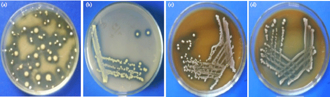 Image for - Indigenous Lactic Acid Bacteria Isolated from Spontaneously Fermented Goat Milk as Potential Probiotics