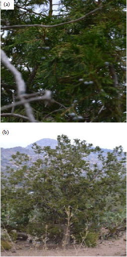 Image for - Protective Role of Juniperus phoenicea L. Leaves Extract against Gamma-irradiation-induced Oxidative Stress