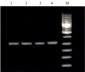 Image for - Development of Molecular Diagnosis by PCR for the Detection of Infection and Gene Expression for Nipah Virus (NiV)