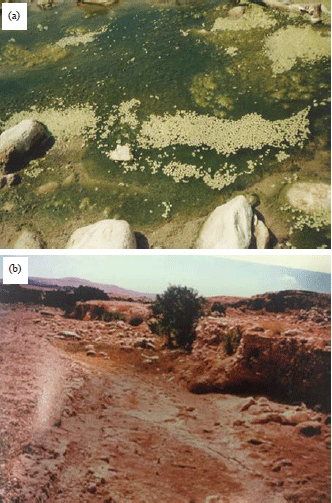 Image for - Native Growth and Conservation of Duckweed (Lemnaceae) in Jordan