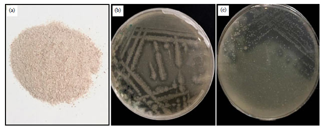 Image for - Isolation and Molecular Identification of Two Chitinase Producing Bacteria from Marine Shrimp Shell Wastes
