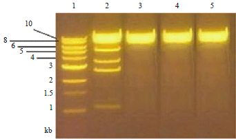 Image for - Use of Bacteriophage to Control Experimental Aeromonas hydrophila Infection in Tilapia (Oreochromis niloticus)