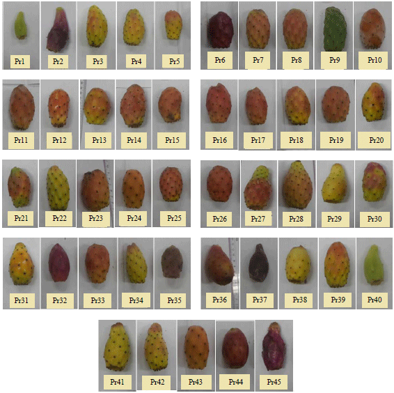 Image for - Assessment and Identification of Cactus (Opuntia spp.) Ecotypes Grown in a Semi-arid Mediterranean Region