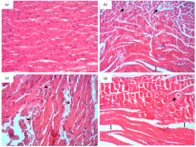 Image for - Histological and Haematological Alterations in Female Mice after Exposure to Electromagnetic Fields