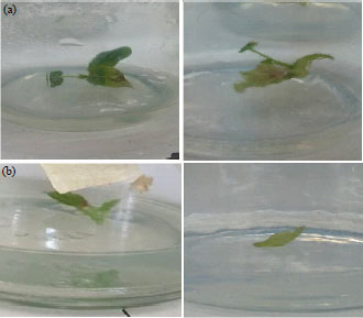 Image for - Regeneration of Jatropha curcas Using Cotyledonary Petiole Treated with Silver Nitrate Generated from Both in vitro and in vivo Planting