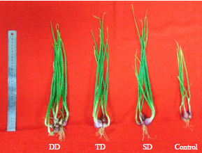 Image for - Induced Disease Resistance and Promotion of Shallot Growth by Bacillus velezensis B-27