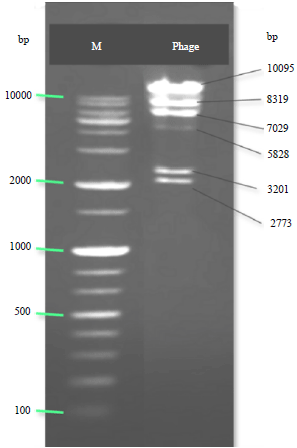 Image for - Biochemical and Molecular Characteristics of Pc1 Virulent Phage Isolate Infecting Pectobacterium carotovorum