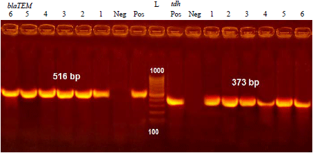 Image for - Treatment Trial of Nile Tilapia (Oreochromis niloticus) Experimentally Infected with Vibrio alginolyticus Isolated from Sea bass (Dicentrarchus labrax)