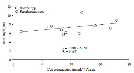 Image for - Characterization of Endophytic-rhizobacteria from Areca Nut Rhizosphere to Dissolve Phosphates, Nitrogen Fixation of IAA Hormone Synthesis
