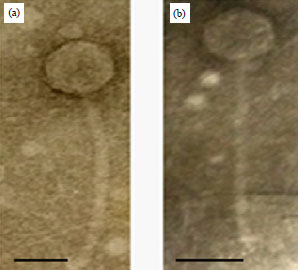 Image for - Isolation and Characterization of Pseudomonas aeruginosa and its Virulent Bacteriophages
