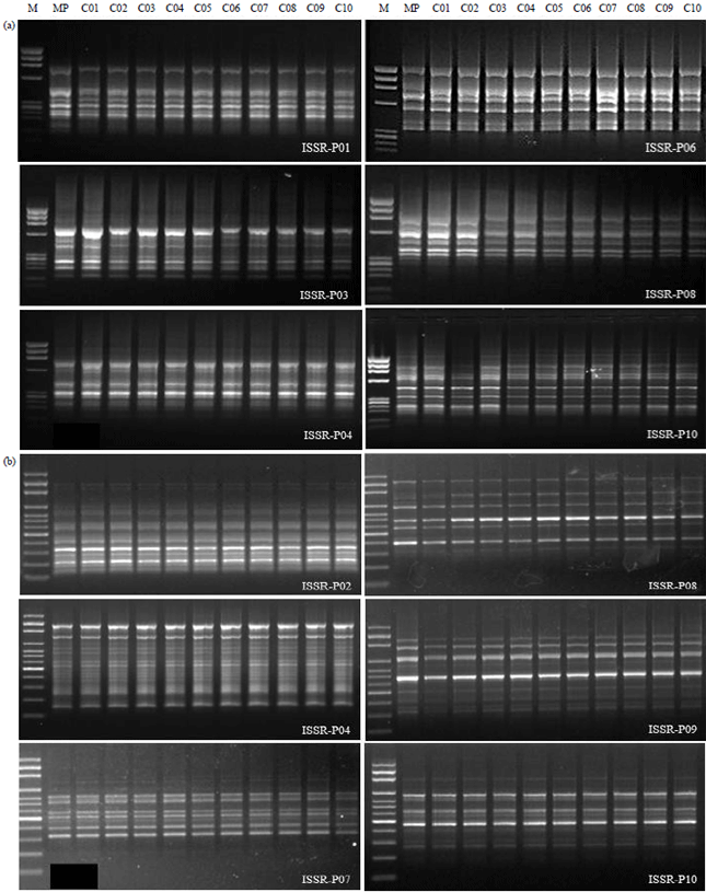 Image for - DNA Fingerprinting of in vitro Micropropagated Pomegranate Genotypes