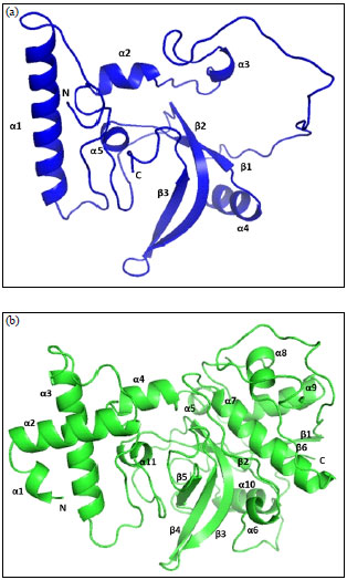 Image for - Structural Insights into the Enzymatic Activity of Cysteine Protease Bromelain of MD2 Pineapple