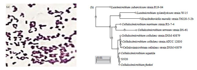 Image for - Isolation and Molecular Identification of Two Chitinase Producing Bacteria from Marine Shrimp Shell Wastes