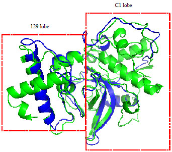 Image for - Structural Insights into the Enzymatic Activity of Cysteine Protease Bromelain of MD2 Pineapple