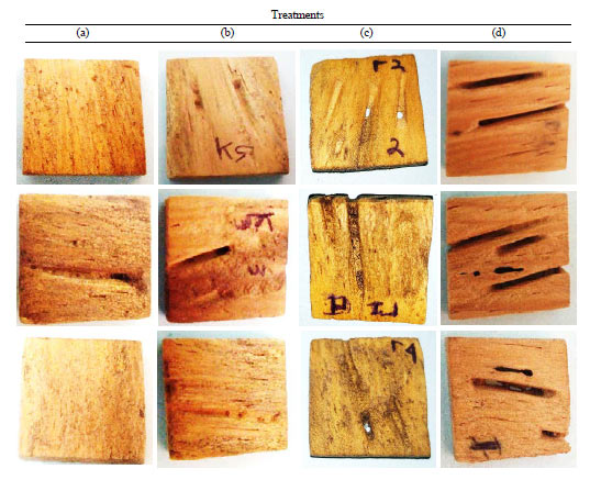 Image for - Palatability of Subterranean Termites Coptotermes curvignathus Holmgren Treated Pine Wood (Pinus merkusii)