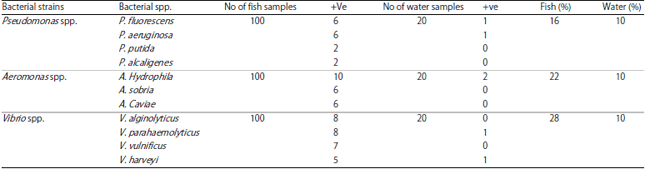 Image for - Bacterial Causes for Mortality Syndrome in Some Marine Fish Farms with Treatment Trials